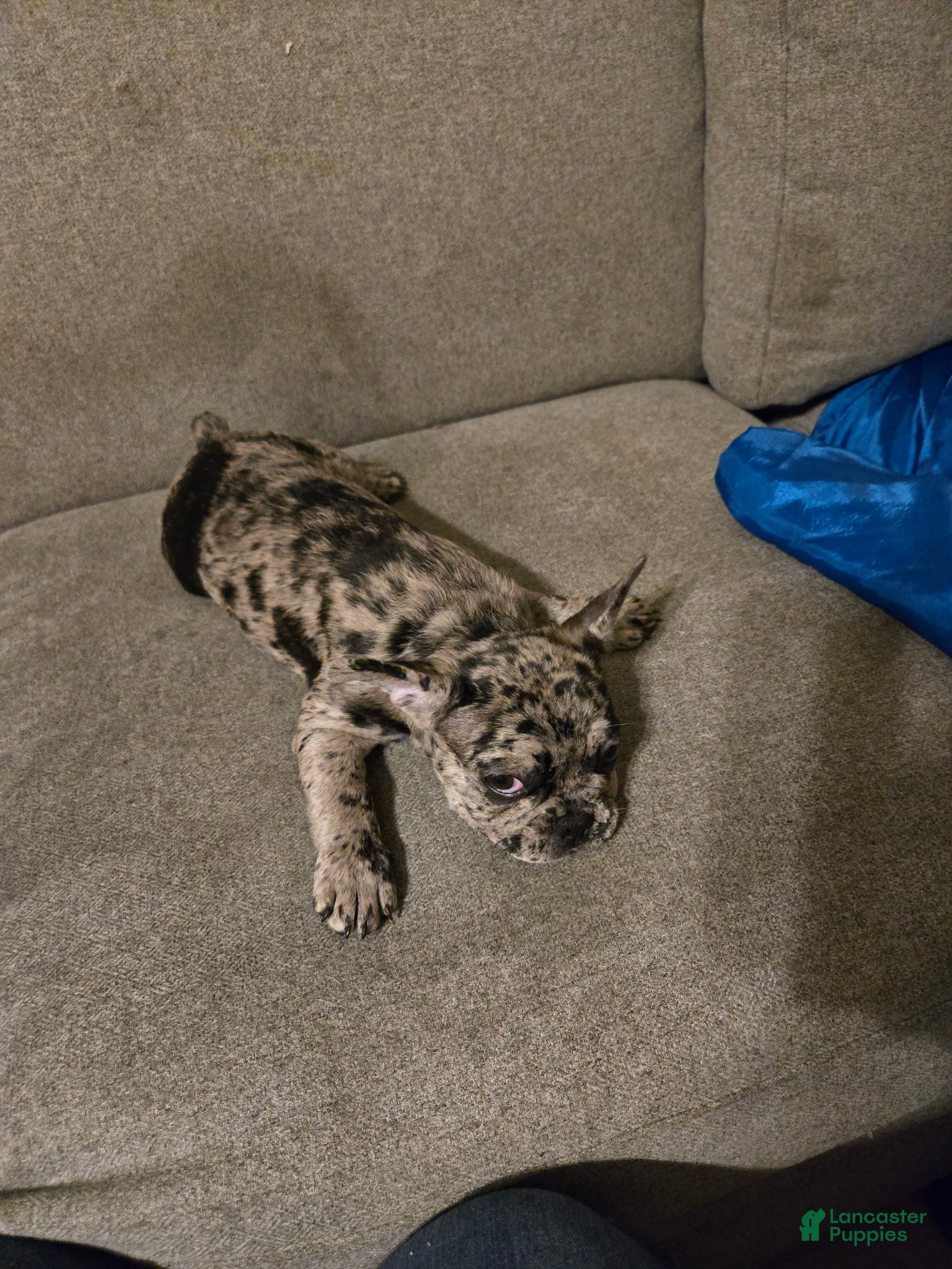 French Bulldog dogs Pinto - Ad 30