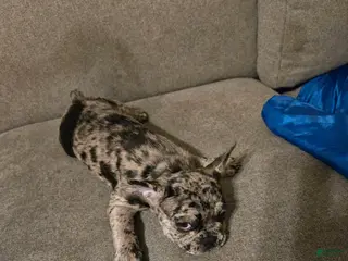 French Bulldog dogs Pinto - Ad 40