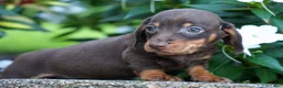 Miniature Dachshund dogs for sale: Zippy🐾 - Ad 17