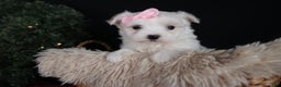 Maltese dogs for sale: ANGIE - Ad 6