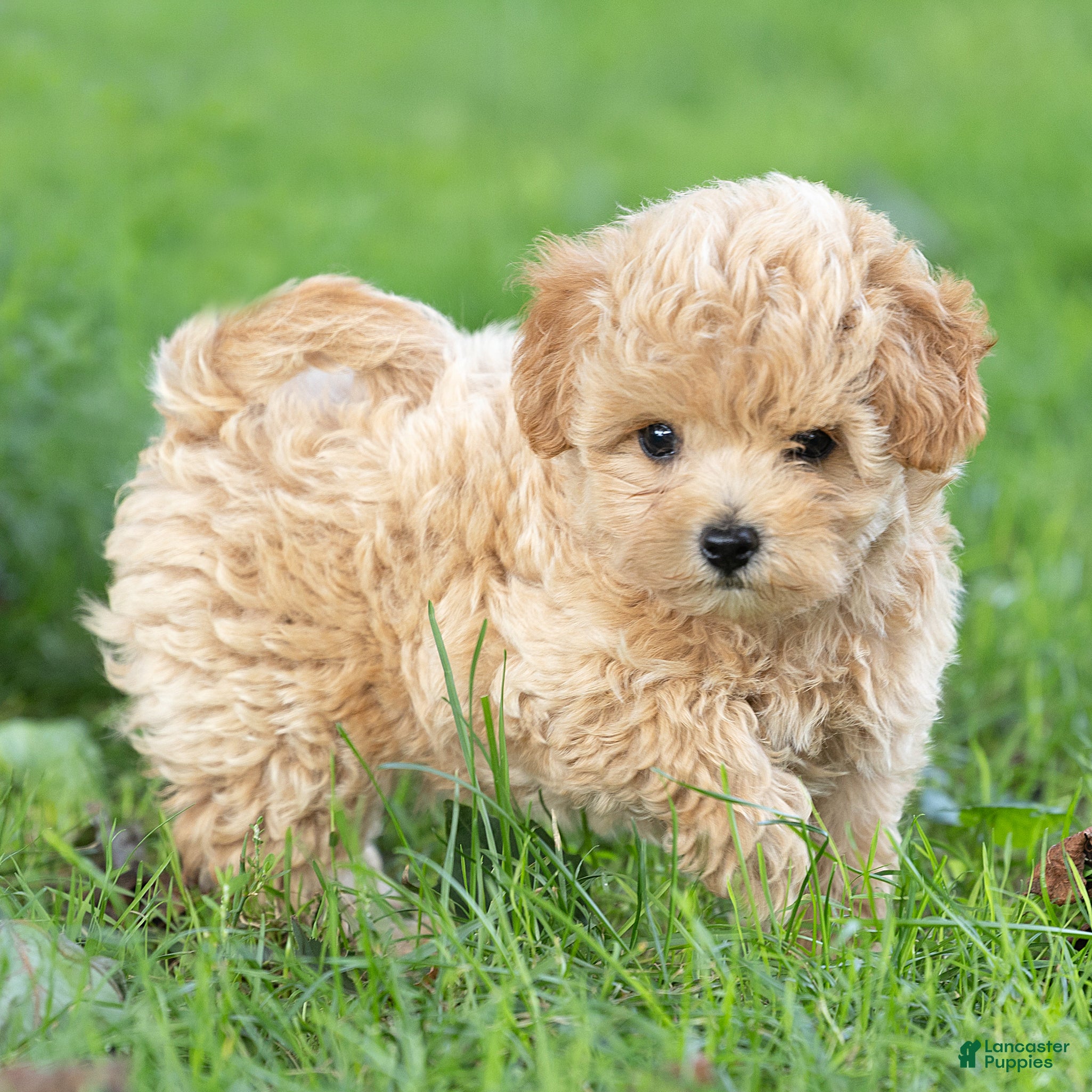 Maltipoo dogs Oscar Maltipoo  - Ad 1