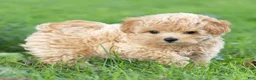 Maltipoo dogs for sale: Oscar Maltipoo  - Ad 1