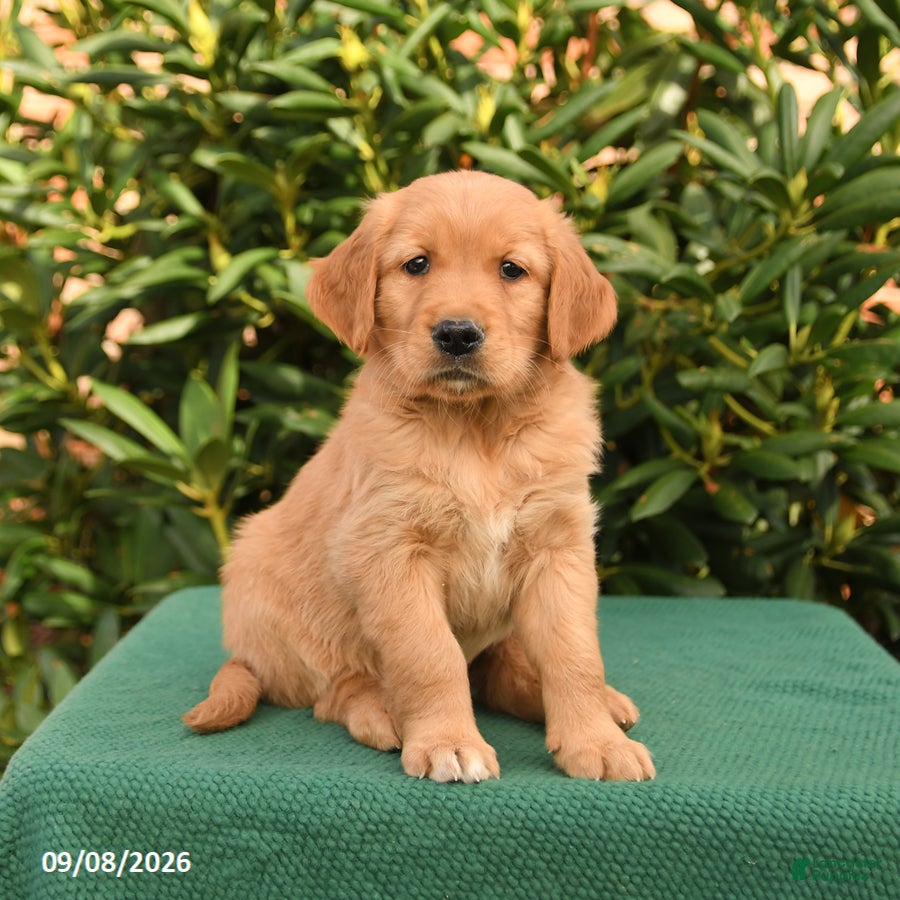 Golden Retriever dogs Nugget - Ad 1
