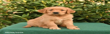 Nugget