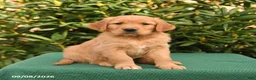 Golden Retriever dogs for sale: Nugget - Ad 1