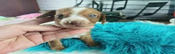 Dachshund dogs for sale: Nationwide delivery. Sugar pies red and white boy - Ad 3