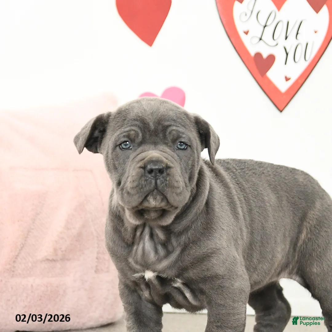 Cane Corso dogs for sale: Clementine - Ad 4