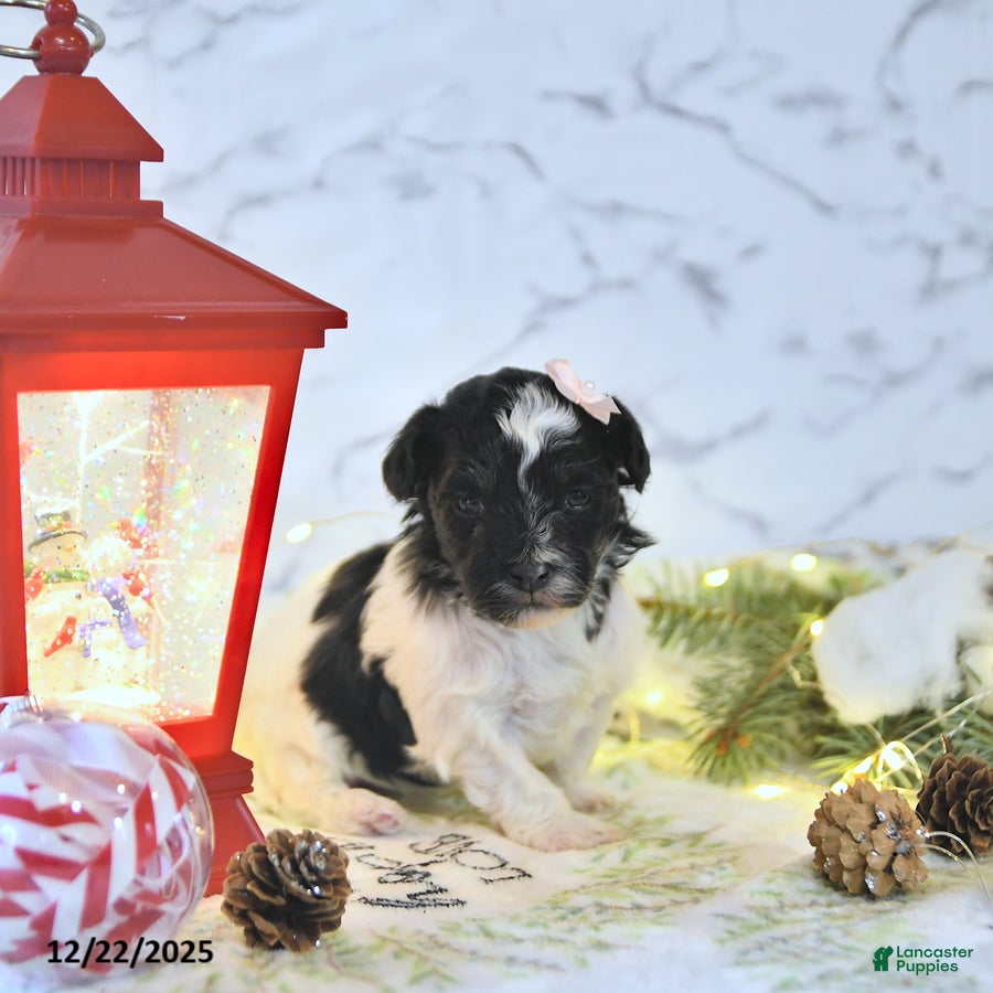 Havapoo dogs Elsa - Ad 27