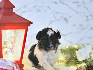 Havapoo dogs Elsa - Ad 34