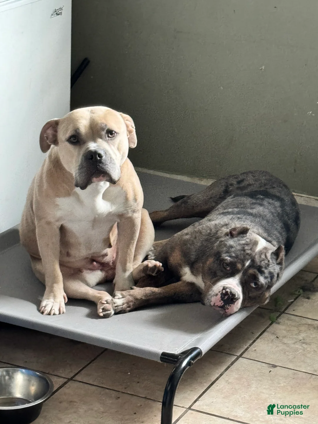 American Bully dogs for sale: American Bully Puppy 1 - Ad 4