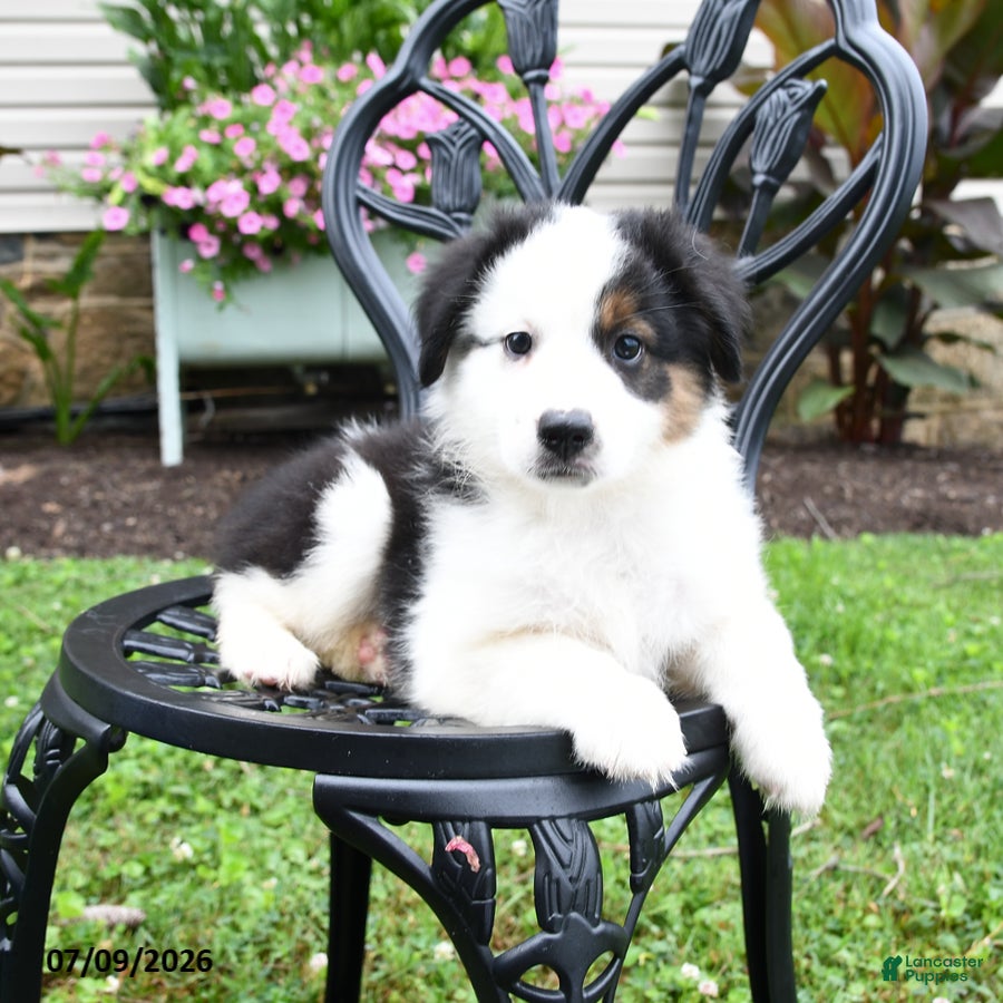 Miniature Australian Shepherd dogs Trinity - Ad 1