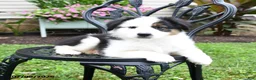Miniature Australian Shepherd dogs for sale: Trinity - Ad 1