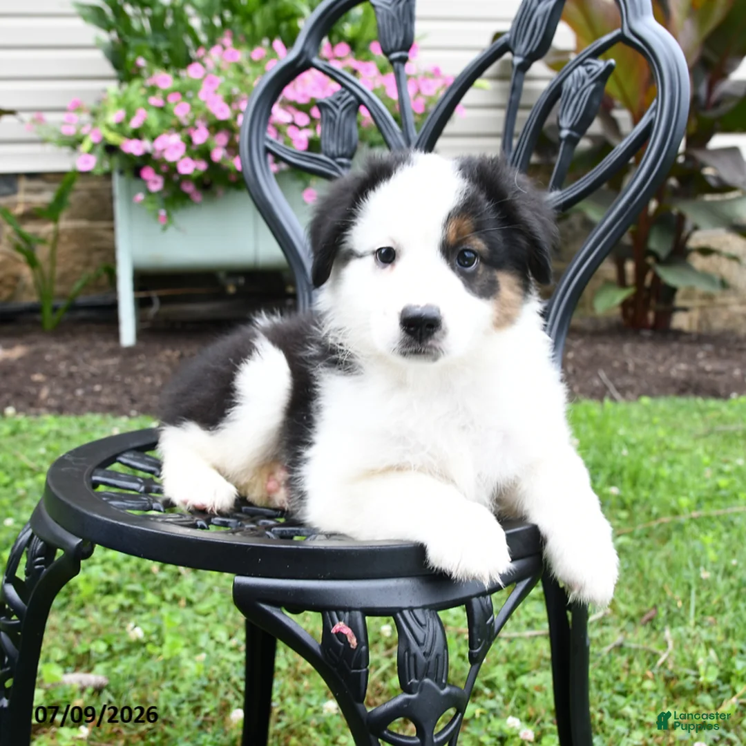 Miniature Australian Shepherd dogs for sale: Trinity - Ad 1