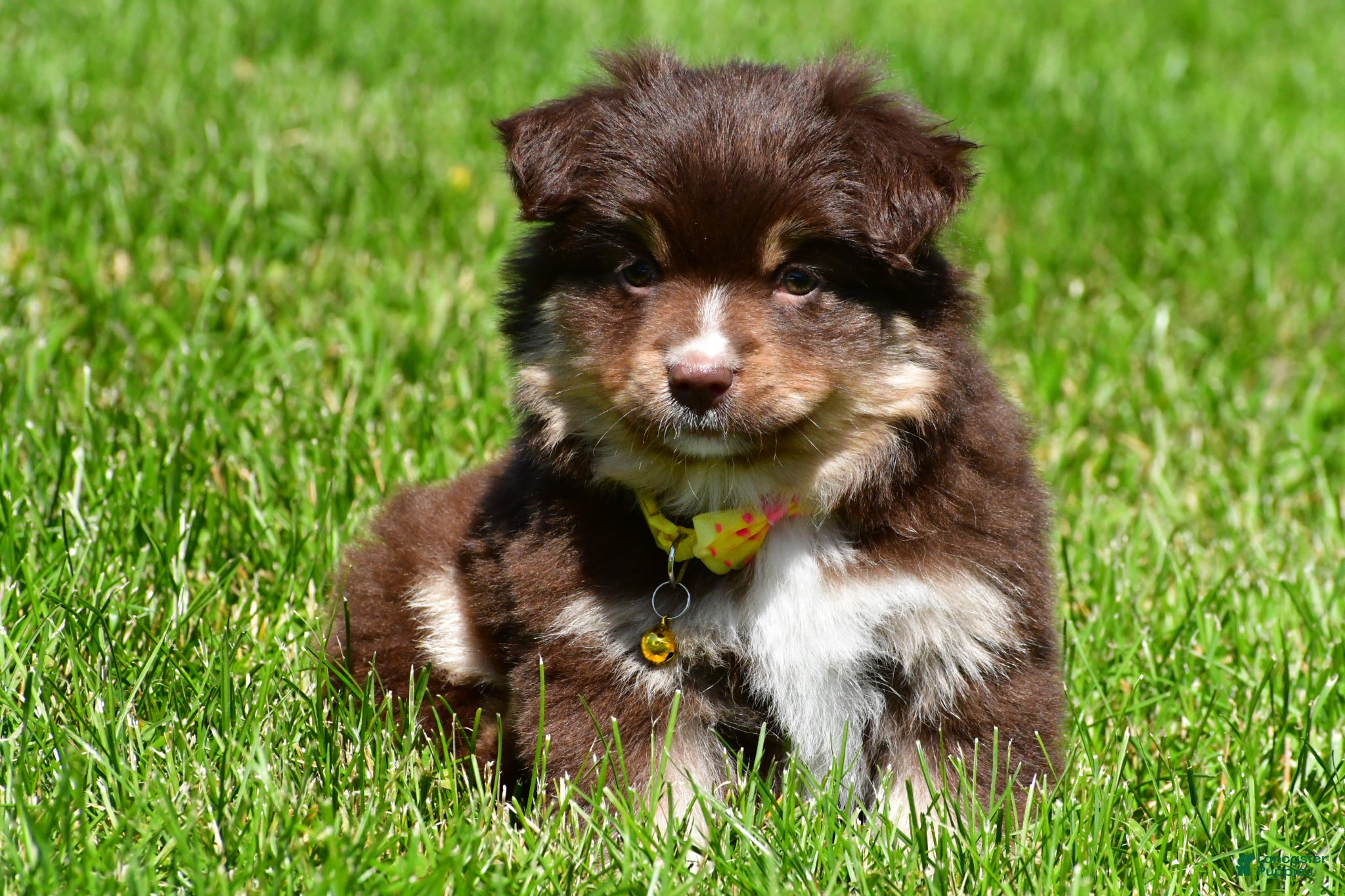 Miniature Australian Shepherd dogs for sale: Bessie - Ad 5