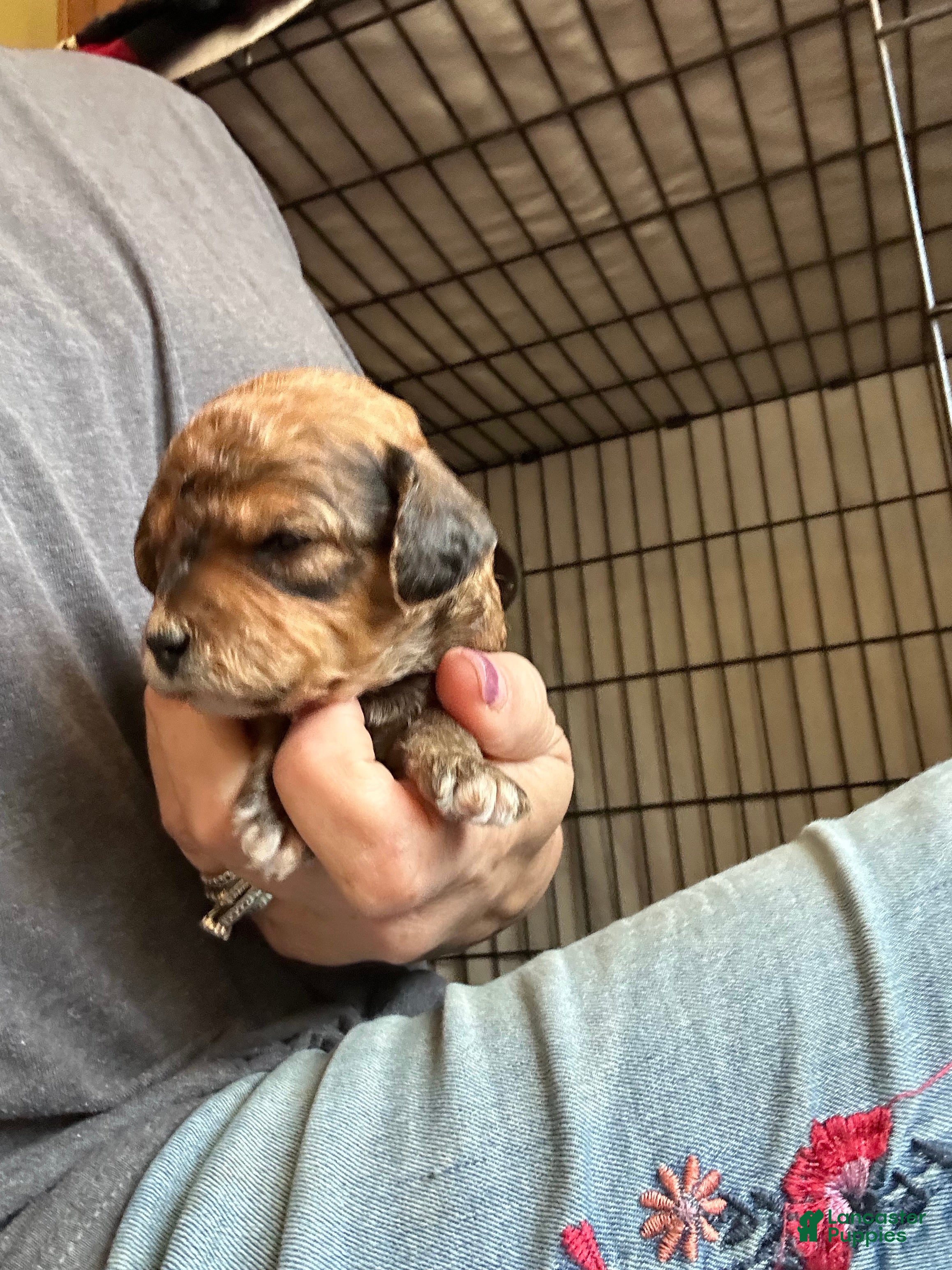 Mini Goldendoodle dogs F1bb mini goldendoodles - Ad 1