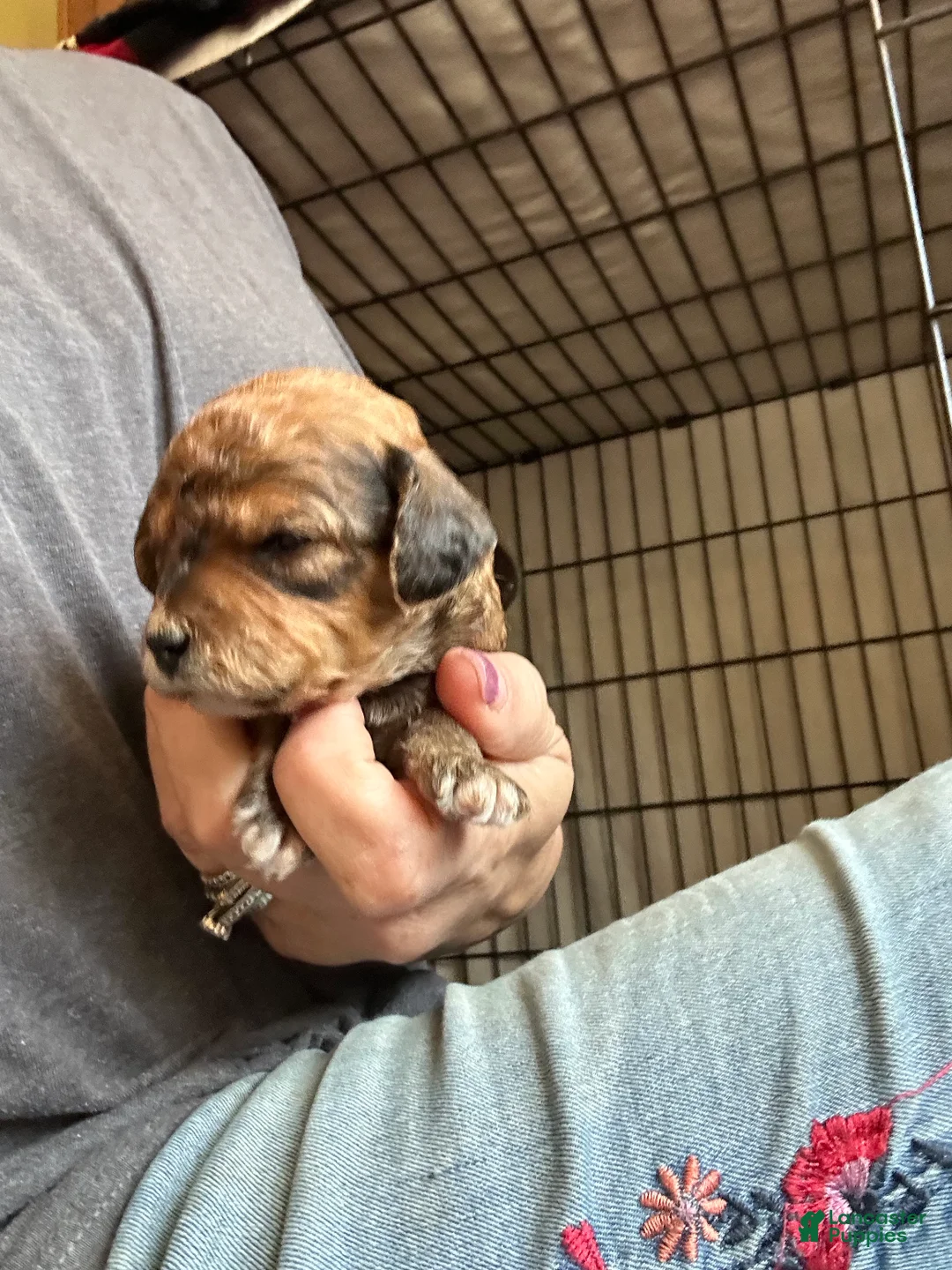 Mini Goldendoodle dogs for sale: F1bb mini goldendoodles - Ad 1