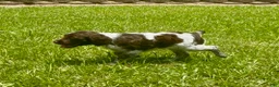 Brittany Spaniel dogs for sale: Macie - Ad 3