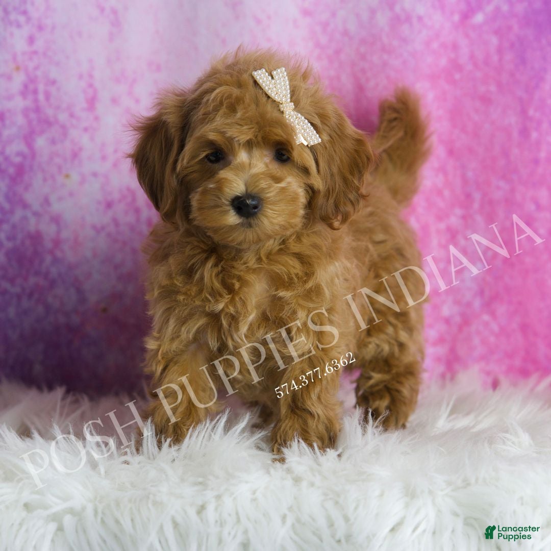 Maltipoo dogs Felicia - Ad 4