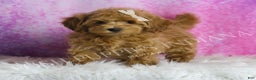 Maltipoo dogs for sale: Felicia - Ad 1