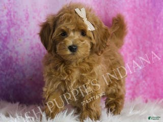 Maltipoo dogs Felicia - Ad 31