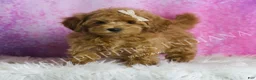Maltipoo dogs for sale: Felicia - Ad 1