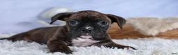 Boxer dogs for sale: Striker - Ad 11