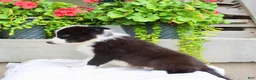 Mixed Breed dogs for sale: Luke - Ad 4