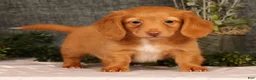 Miniature Dachshund dogs for sale: Jimmy - Ad 6