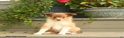 Shetland Sheepdog dogs for sale: Jill - Ad 3