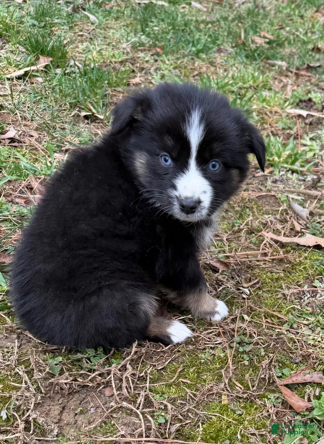 Australian Shepherd dogs for sale: Baby Doll - Ad 1