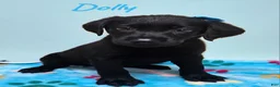 Labrador Retriever dogs for sale: Dolly - Ad 7