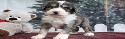 Mini Bernedoodle dogs for sale: Tony - Ad 4