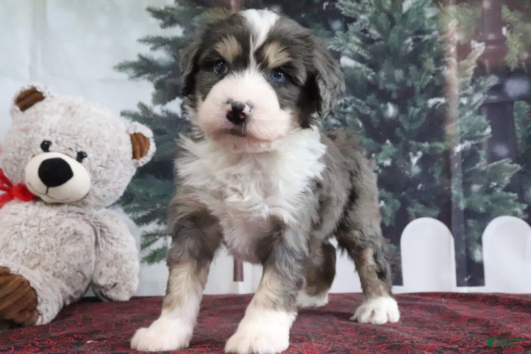 Mini Bernedoodle dogs for sale: Tony - Ad 4