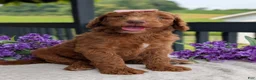 Goldendoodle dogs for sale: Miss Ellie - Ad 14