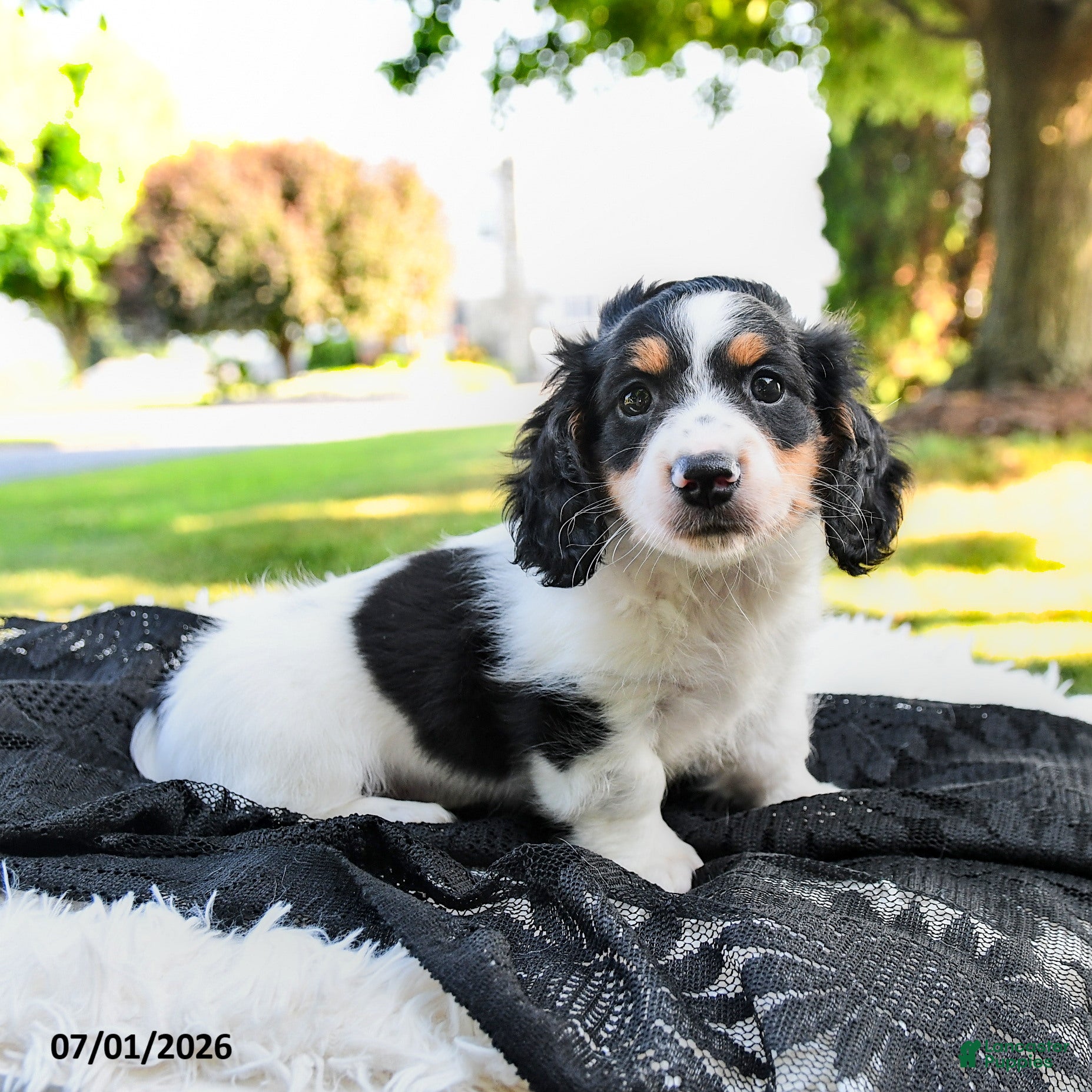 Miniature Dachshund dogs Rubble - Ad 1