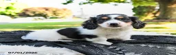 Miniature Dachshund dogs for sale: Rubble - Ad 1