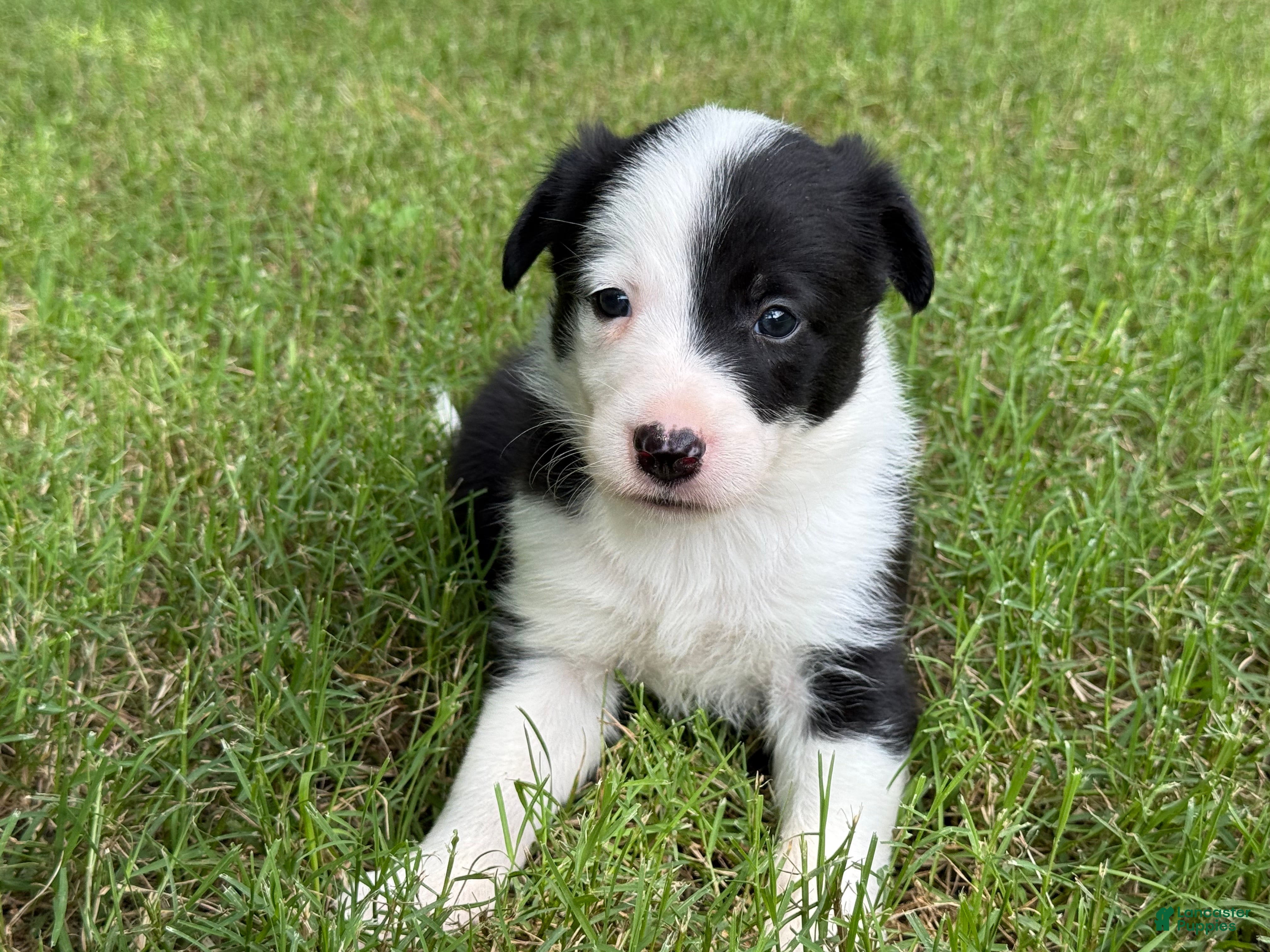 Border Collie dogs Patch - Ad 7
