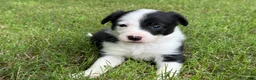 Border Collie dogs for sale: Patch - Ad 1