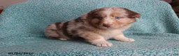 Australian Shepherd dogs for sale: Mooch  - Ad 3