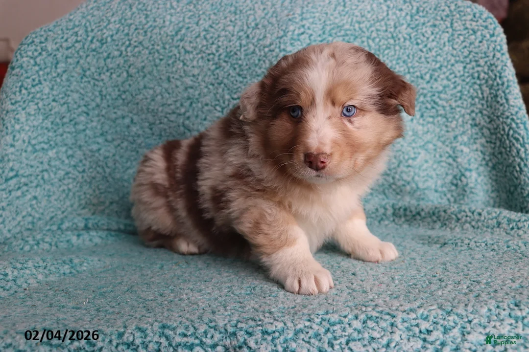 Australian Shepherd dogs for sale: Mooch  - Ad 3