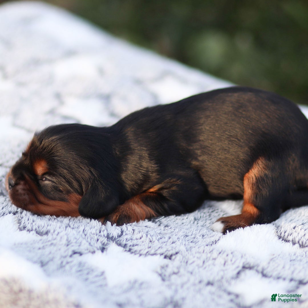 Cavalier King Charles Spaniel dogs for sale: Rhys - Ad 3