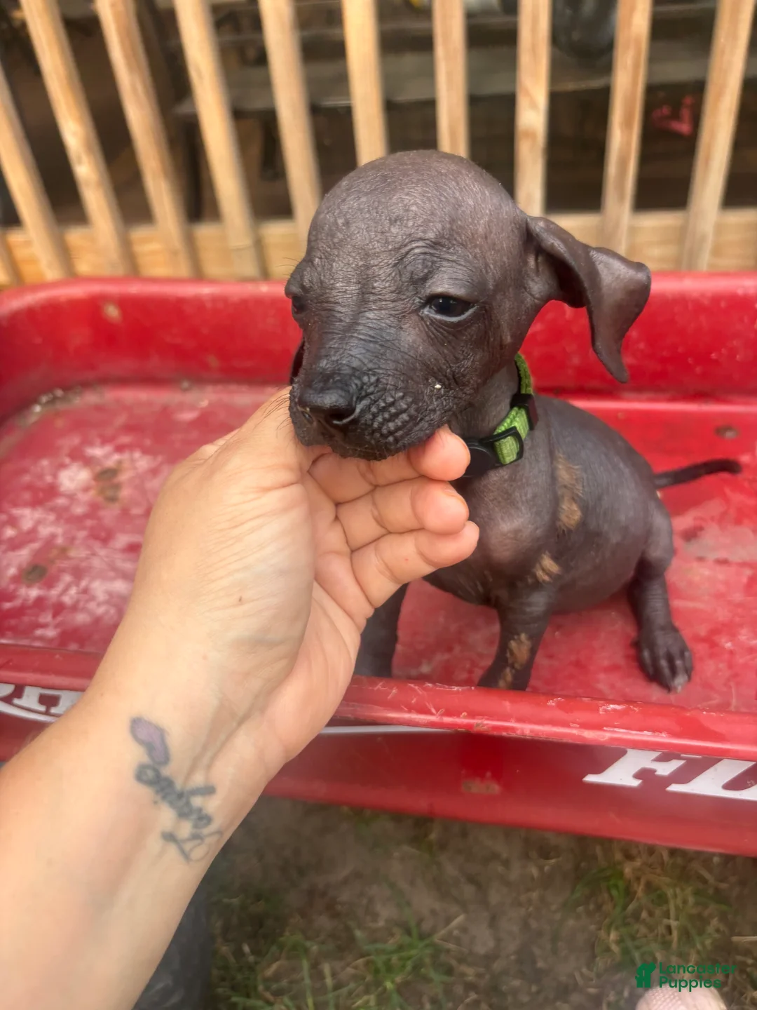 Xoloitzcuintle dogs for sale: Xoloitzcuintle 2 - Ad 1