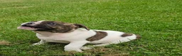 Mixed Breed dogs for sale: Rollo Tubby - Ad 5