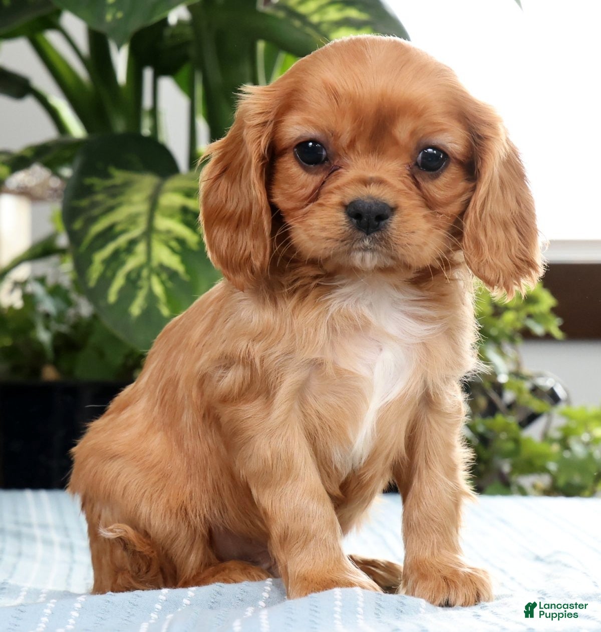 Cavalier King Charles Spaniel dogs Koda - Ad 1