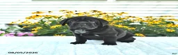Mini Hippo dogs for sale: Libby - Ad 4