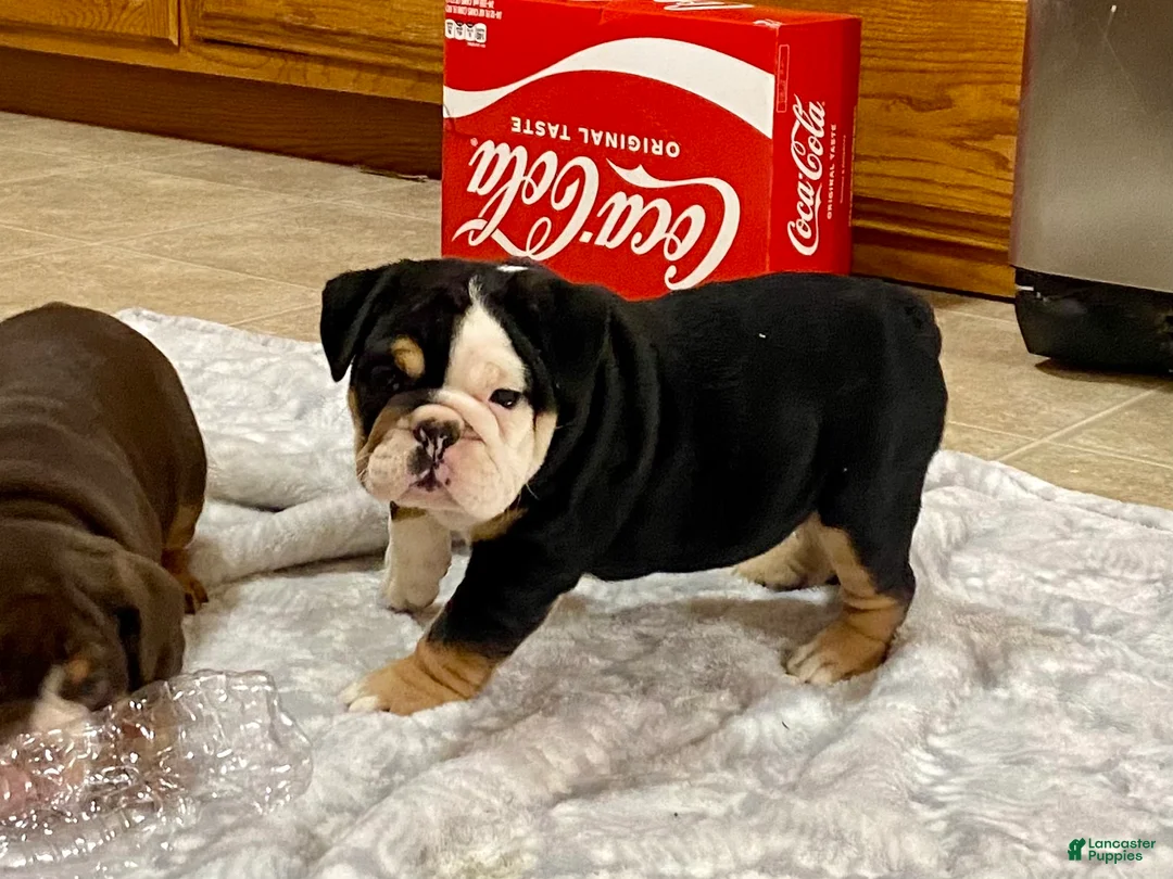 English Bulldog dogs for sale: Twila - Ad 1