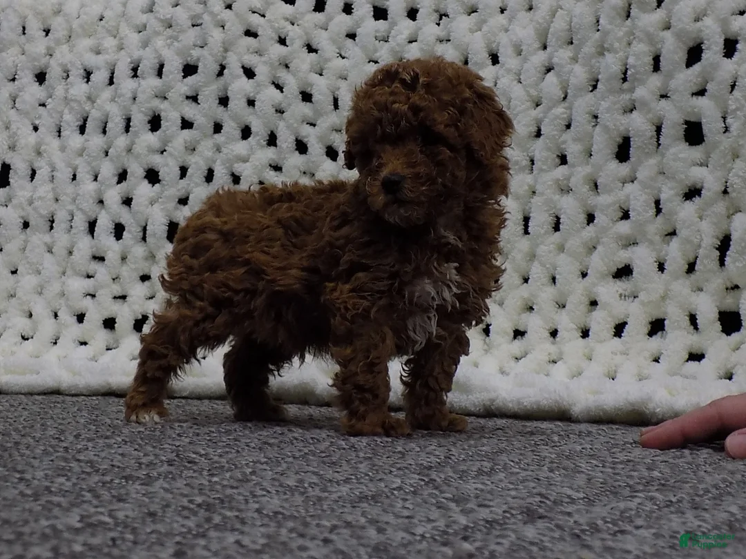 Toy Poodle dogs for sale: Baxter - Ad 2