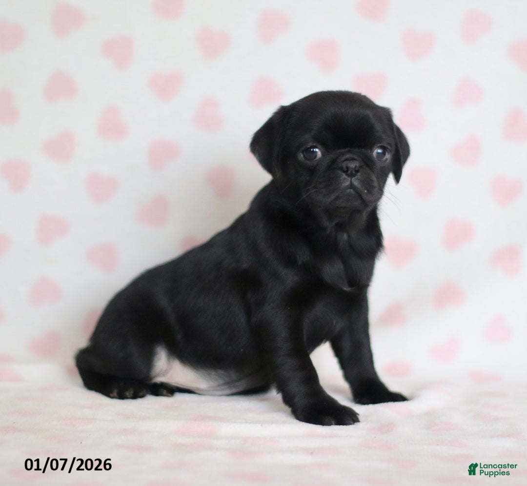 Pug dogs for sale: Betsy - Ad 5