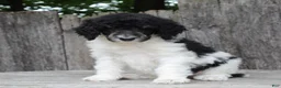 Standard Poodle dogs for sale: Sage AKC standard poodle - Ad 16