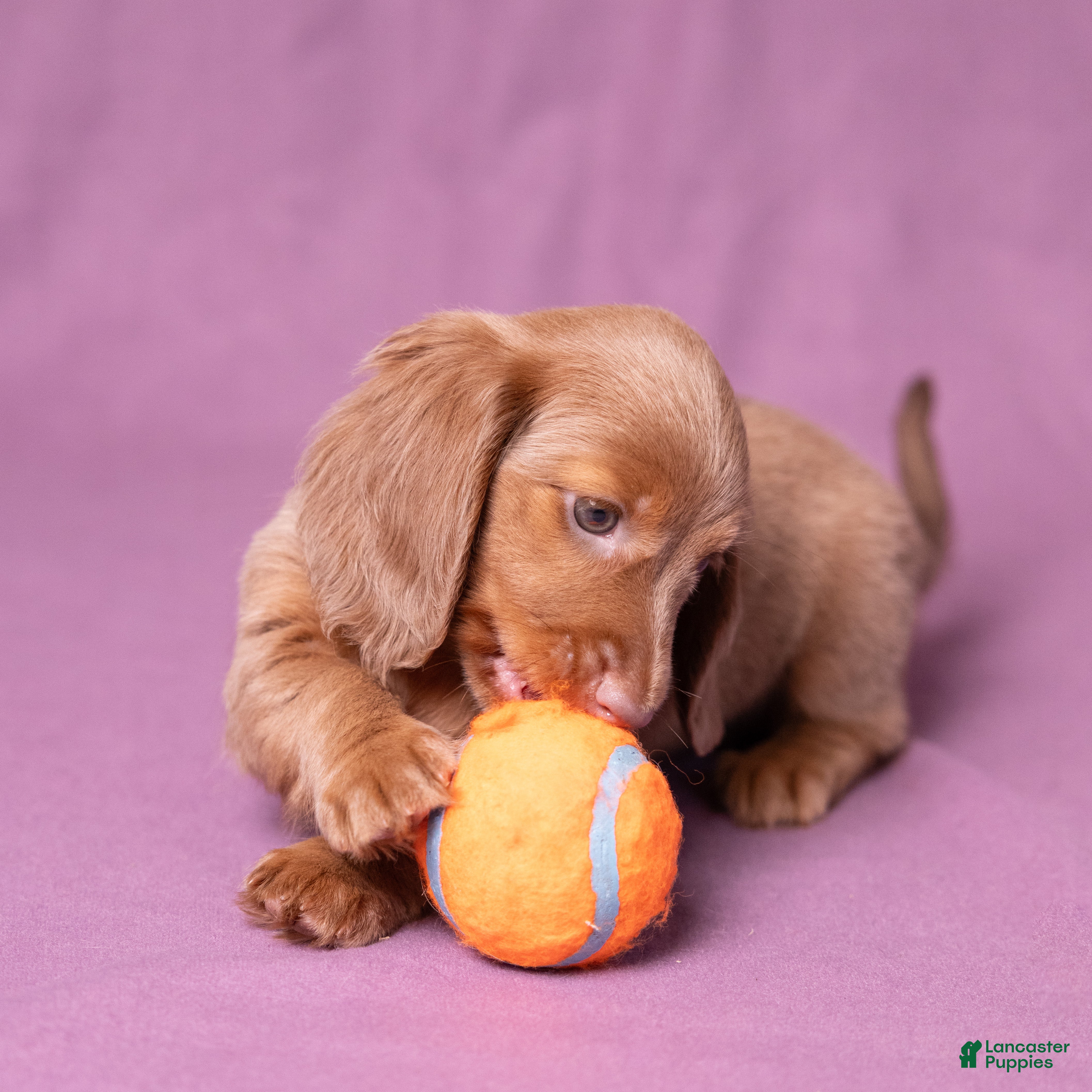Miniature Dachshund dogs Snickers - Ad 2